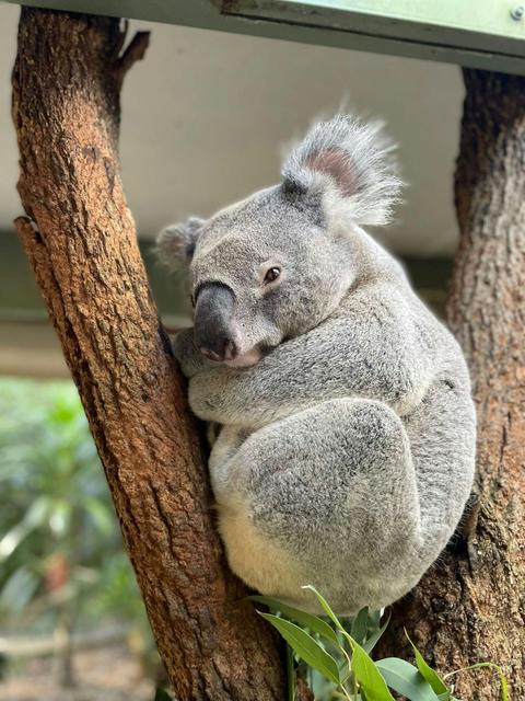 Celebrate Easter at The Byron Bay Wildlife Sanctuary