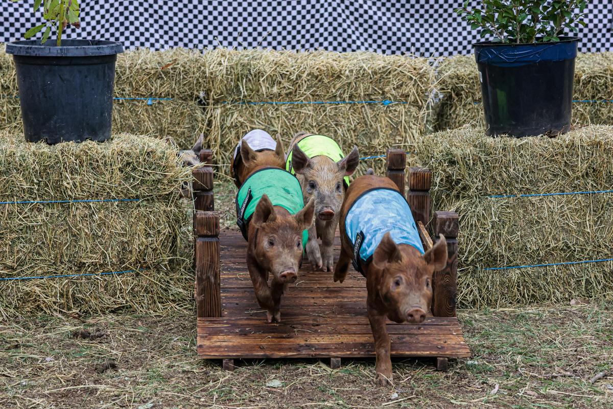 Piglet Races