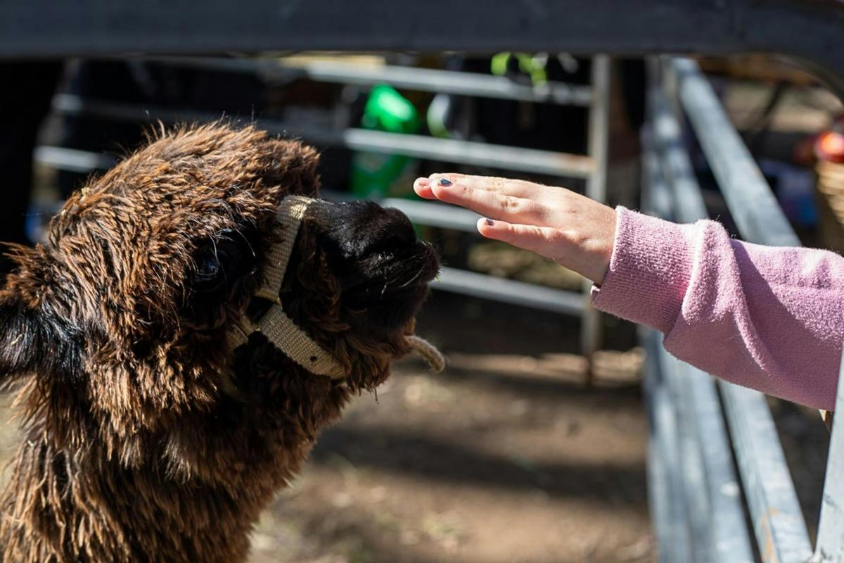Alpaca farm