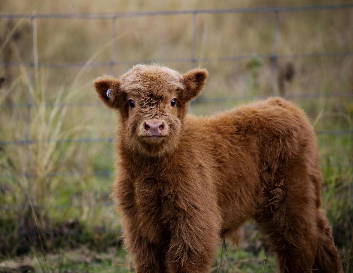 New born Highland calf