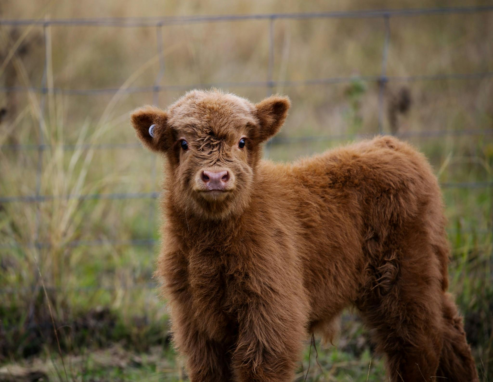 New born Highland calf