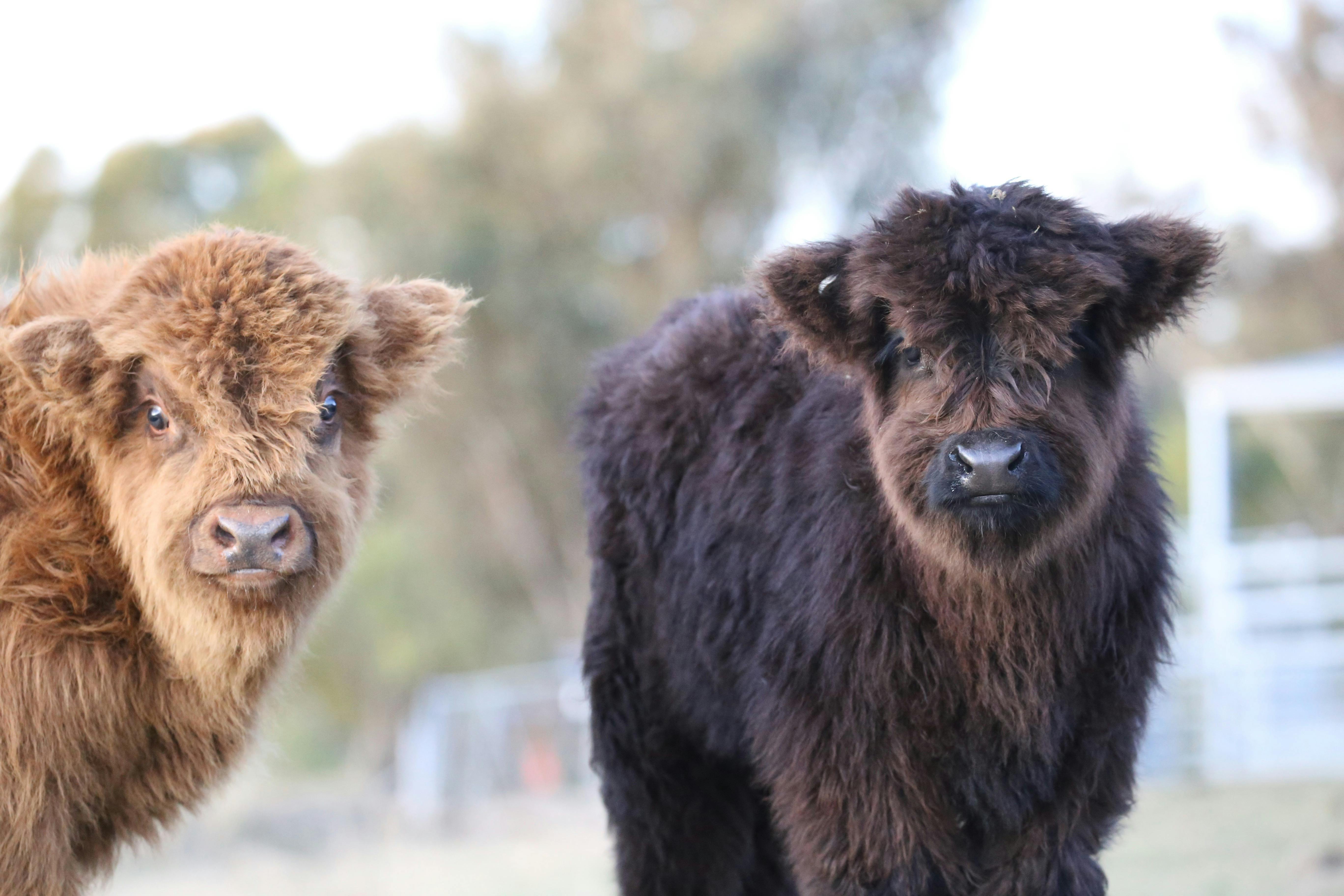 HIghland calves from our 2023 season