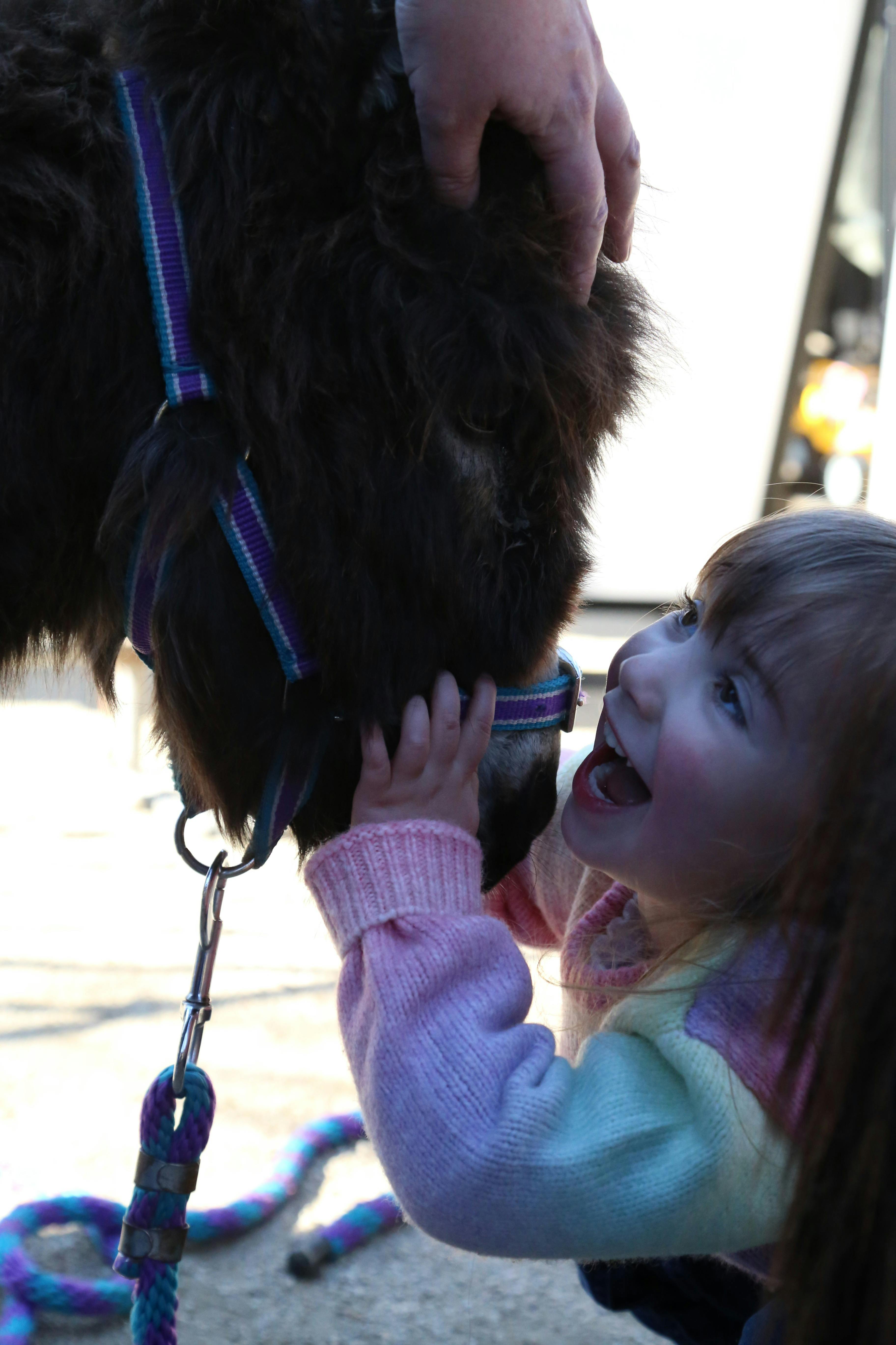 The jo our donkeys bring to so manys