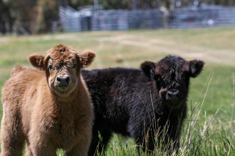 A Heritage Calf Encounter