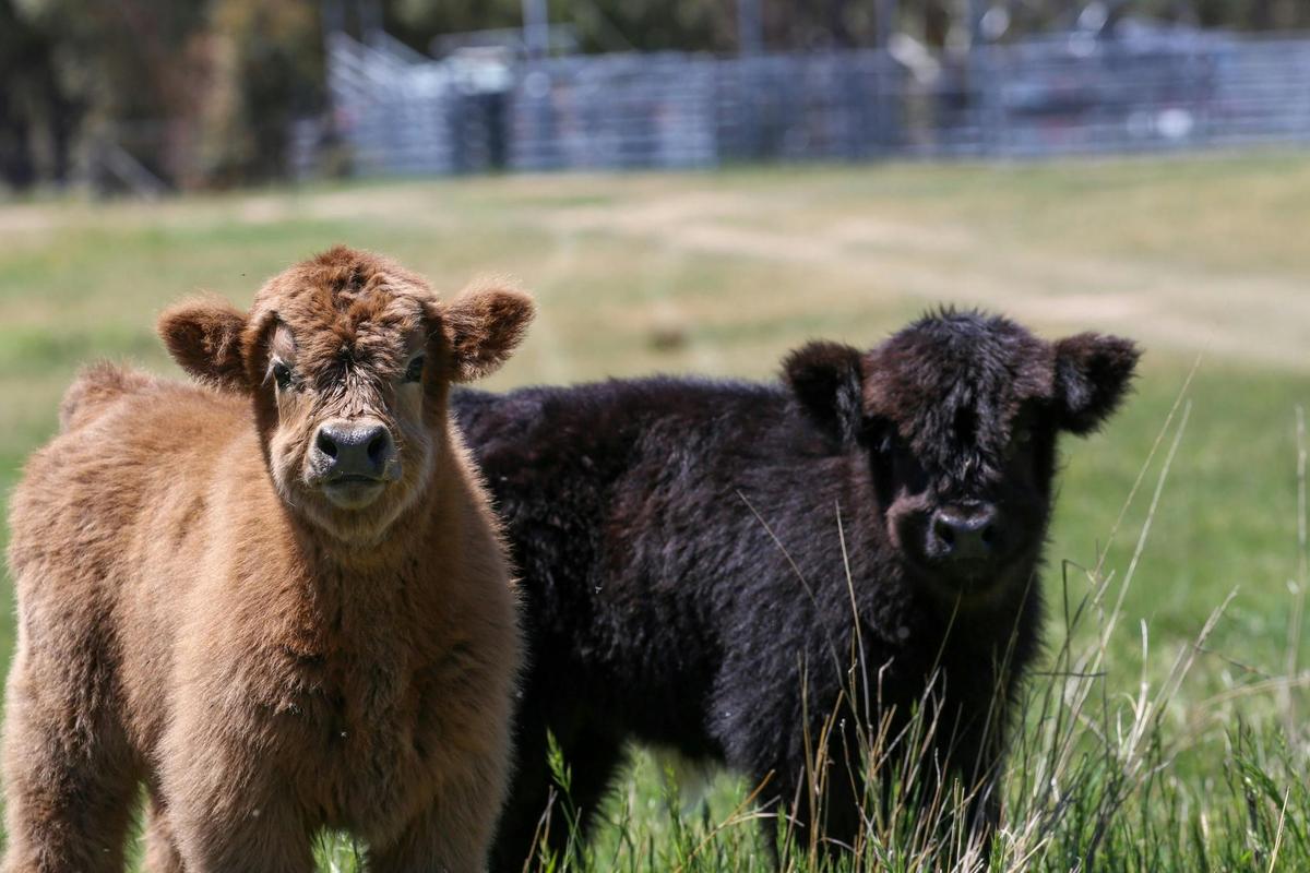 A Heritage Calf Encounter