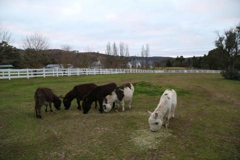 Donkeys in paddock