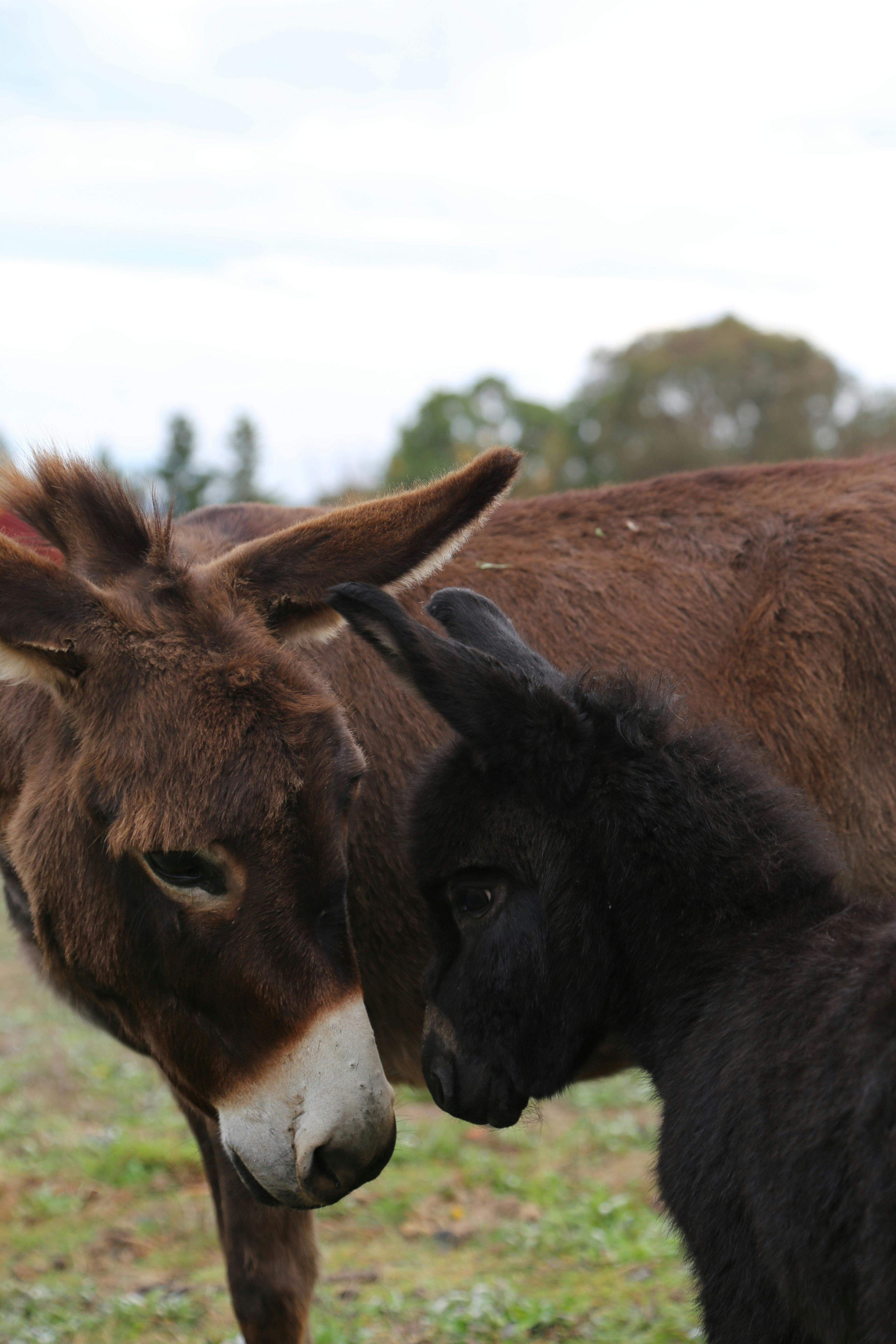 A donkeys love