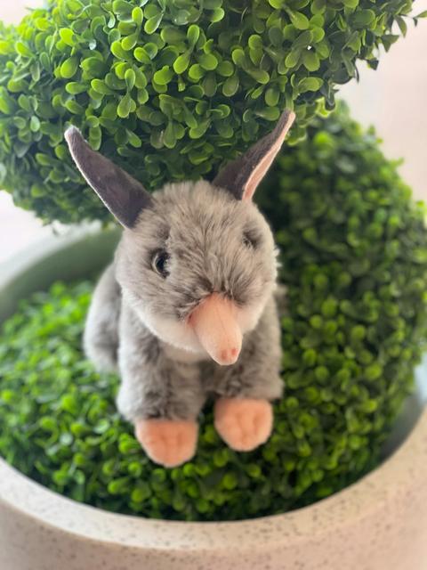 Easter Bilby Discovery