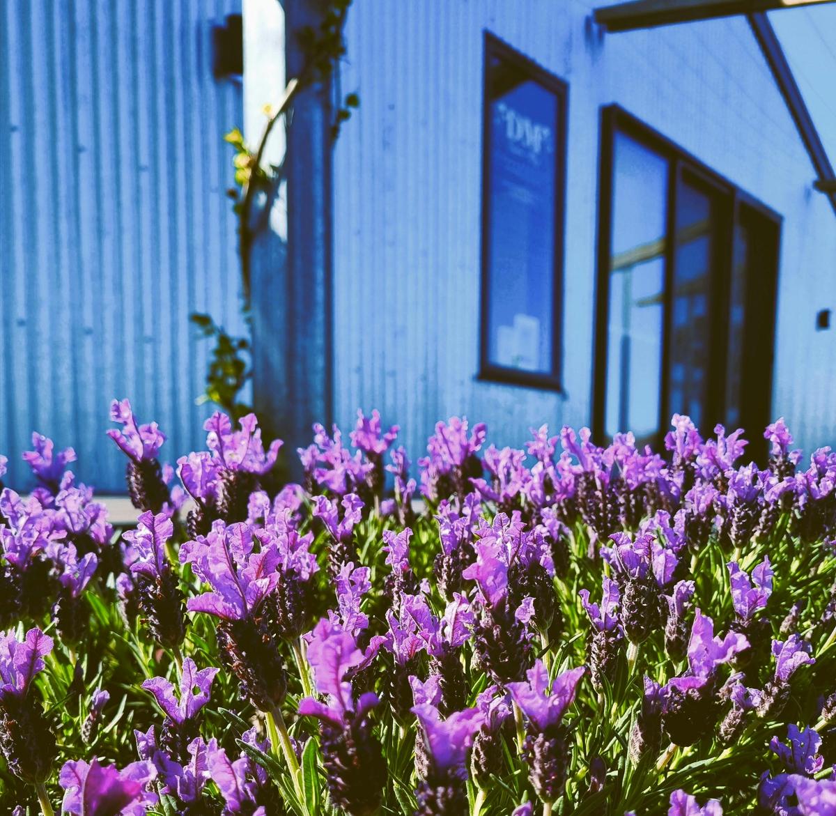 Daphne May Lavender