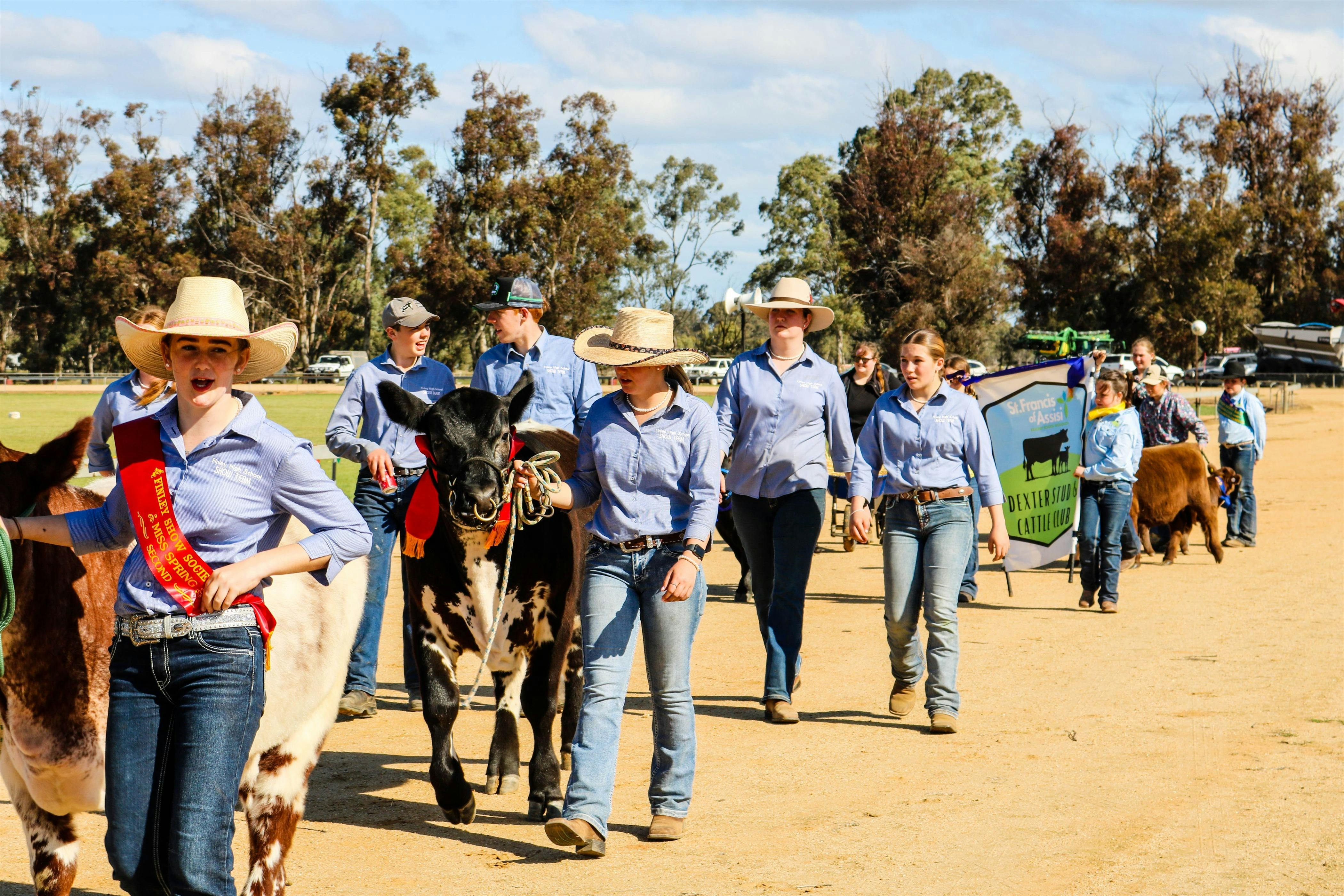 Highschool handlers leading beef cattle in Grand Parade