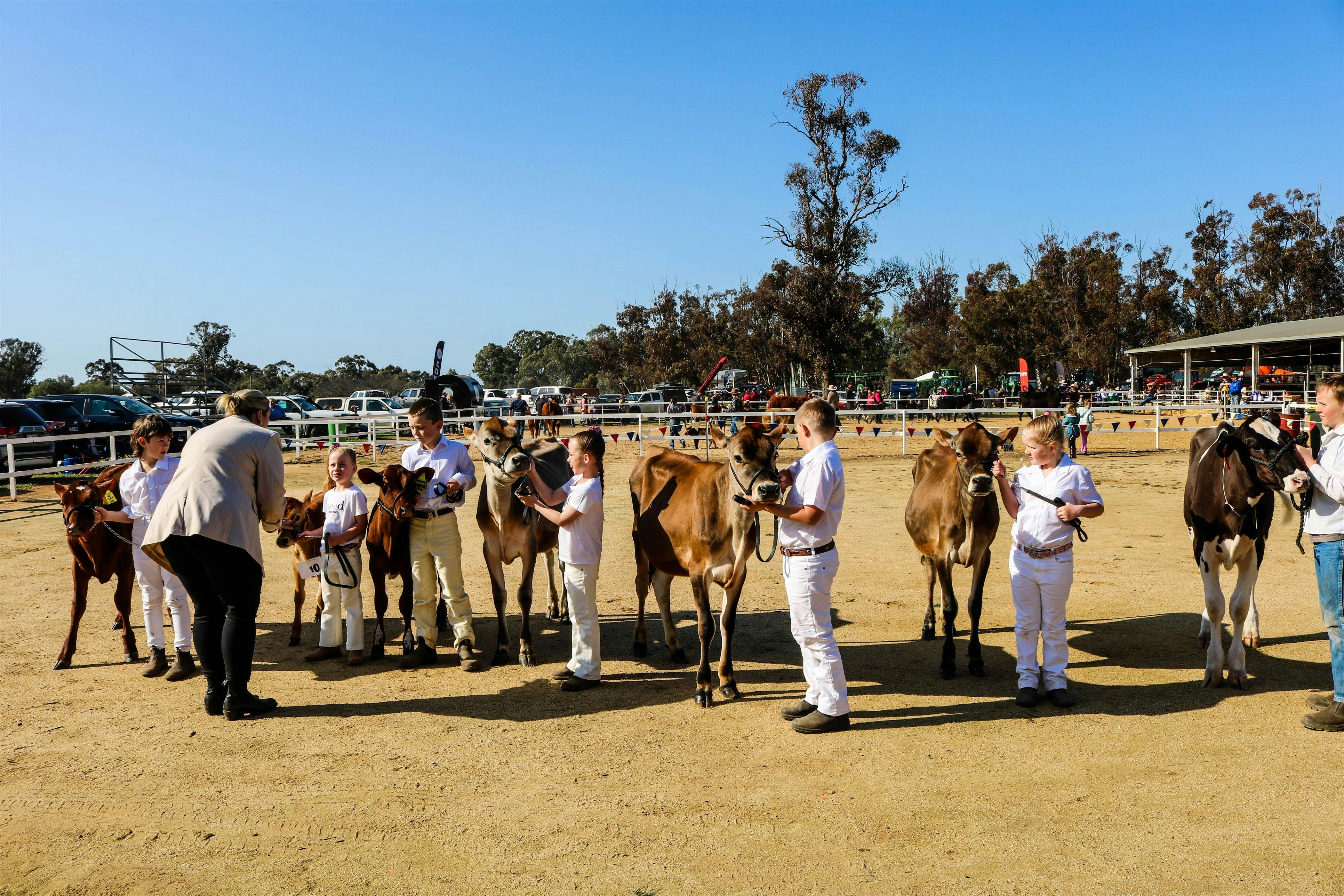 Young handlers parading dairy cattle