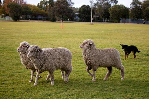 Finley Sheep Dog Trials