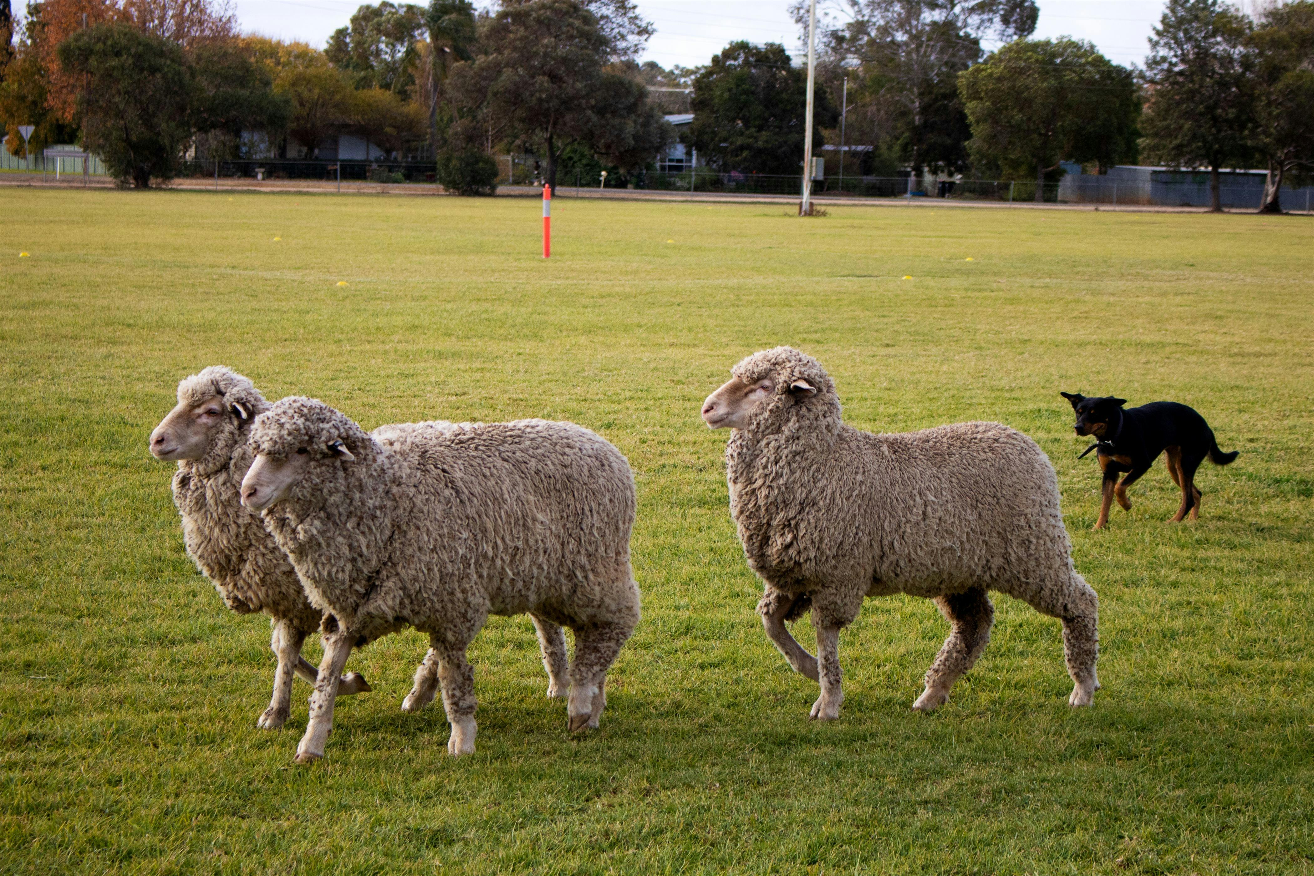 Three sheep being rounded-up by a balck kelpie