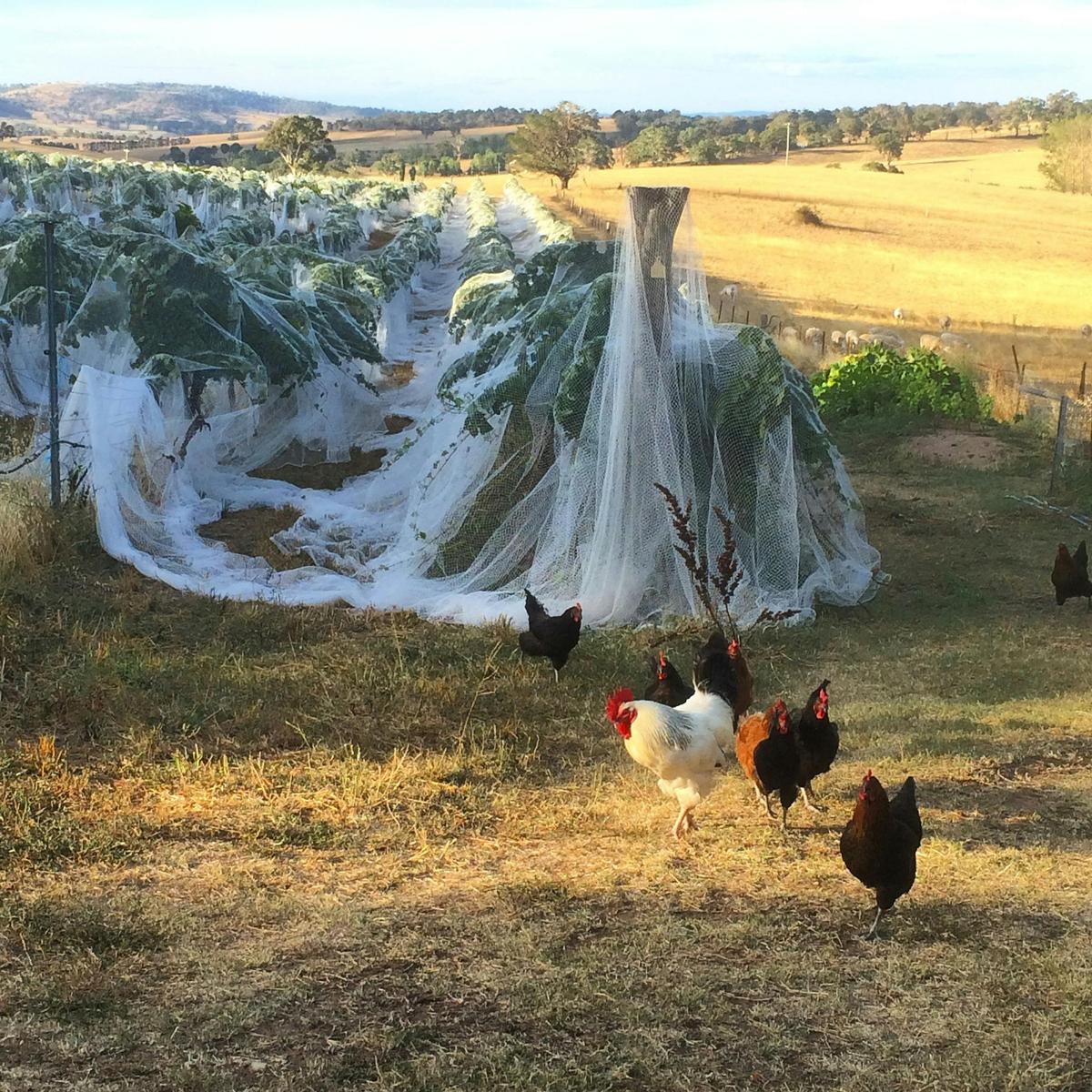 Grass Parrot Vineyard