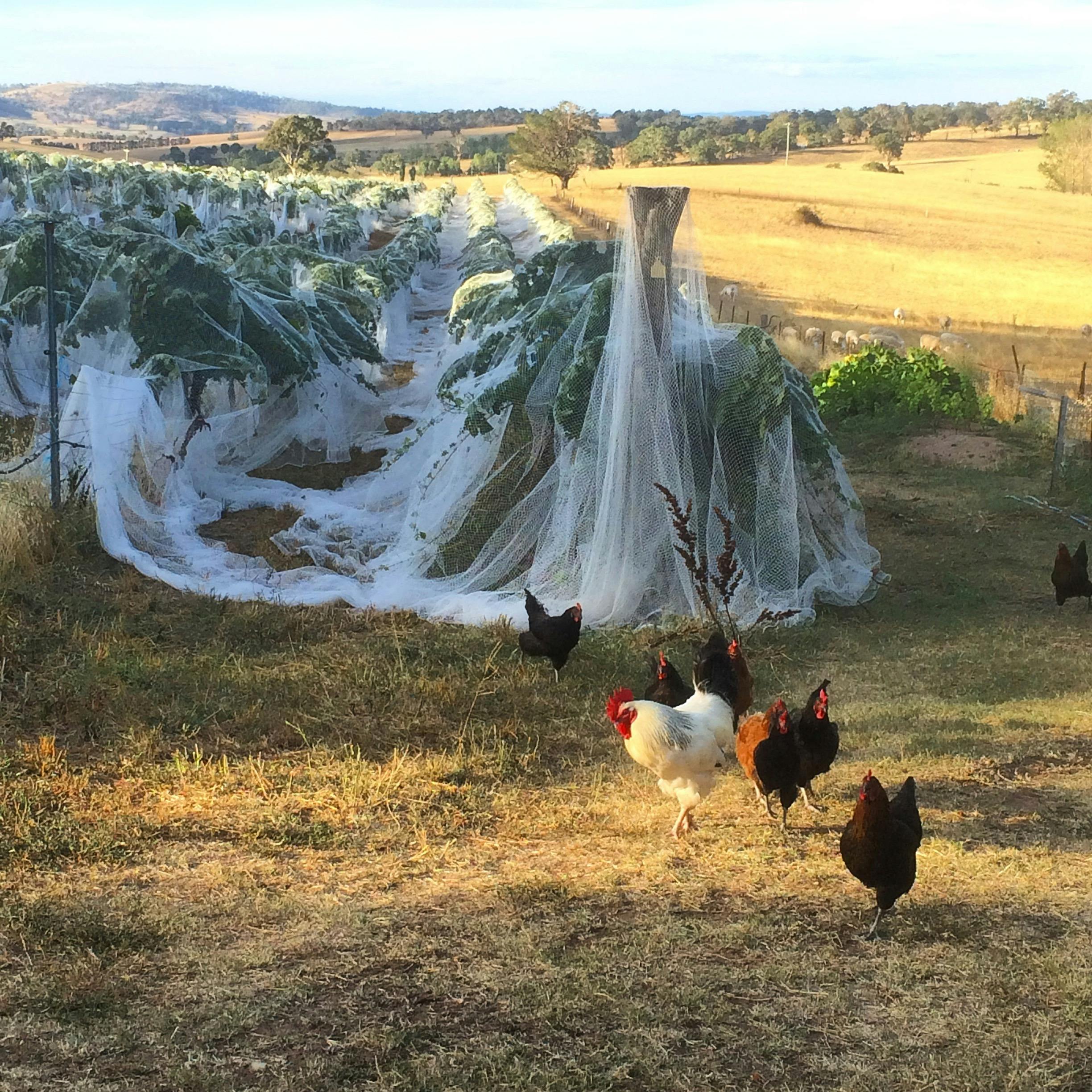 Grass Parrot Vineyard