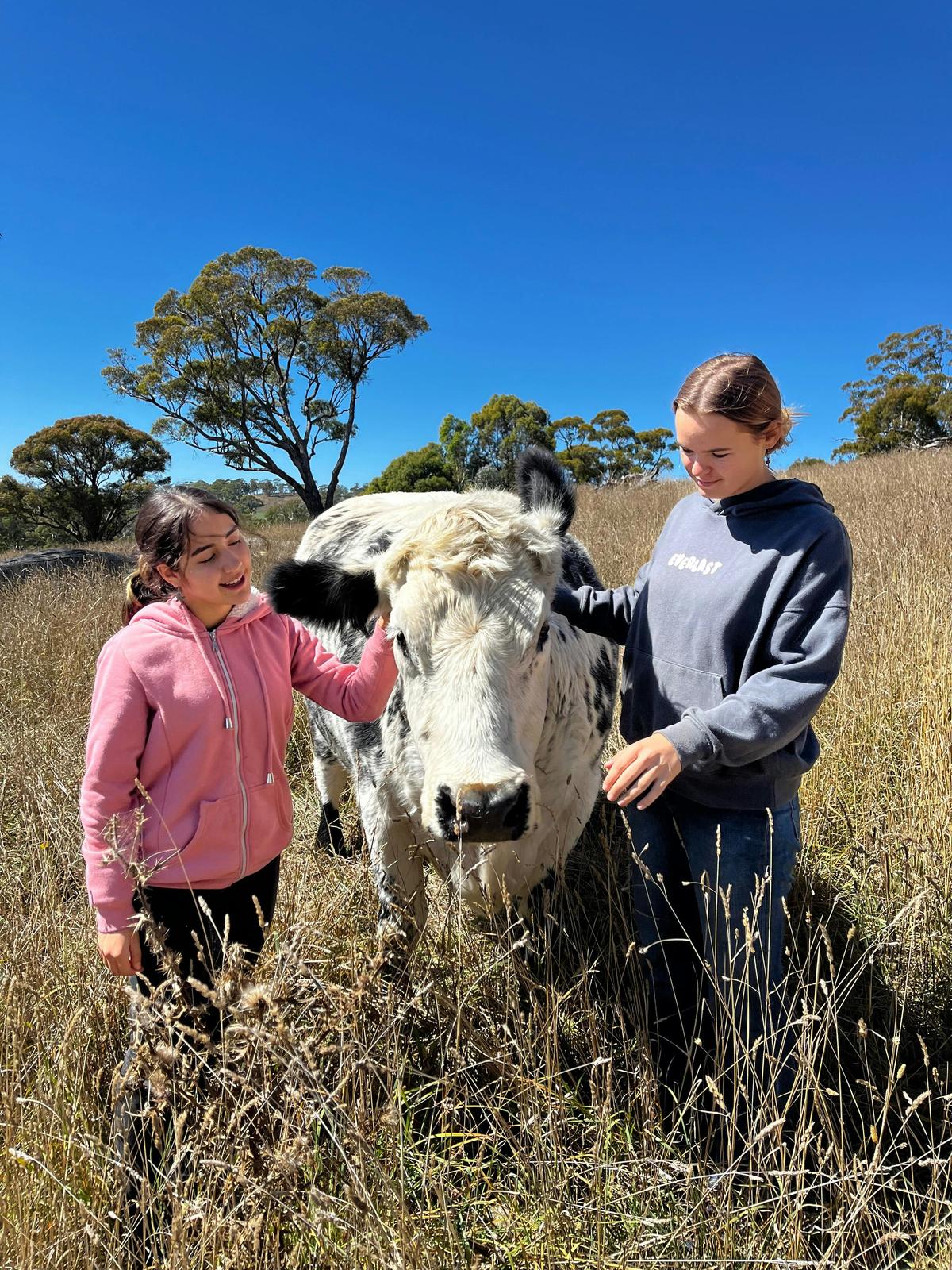 Friendly cows