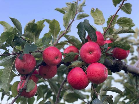 Ripe apples ready to pick