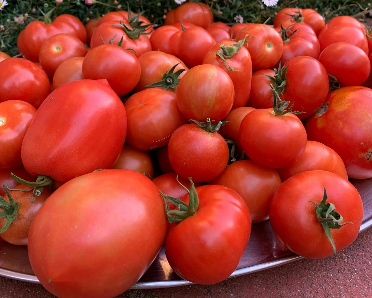 local tomatoes ready for sauce making