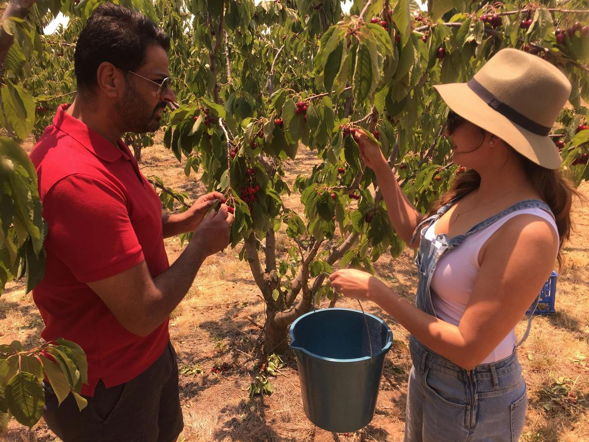 Cherry picking