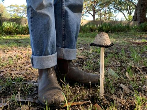 Lake Tabourie Fungi Foray