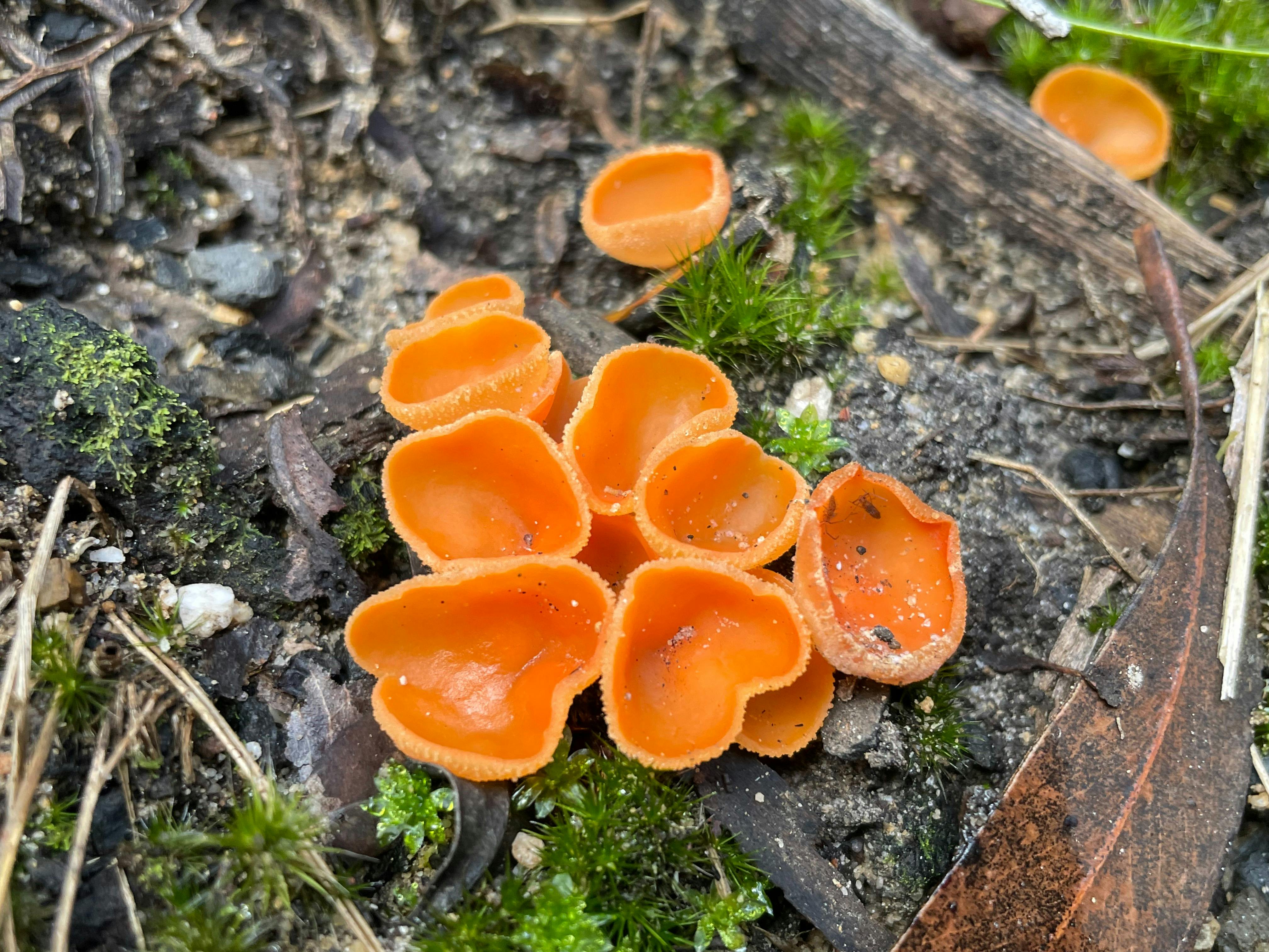 Orange peel fungus
