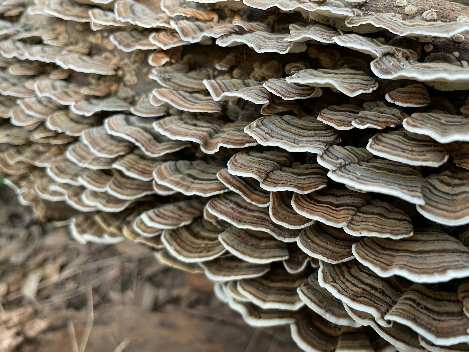Turkey tails (Trametes versicolor)
