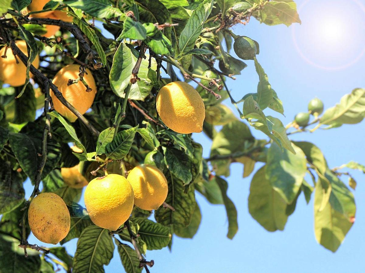 Limoncello Experience
