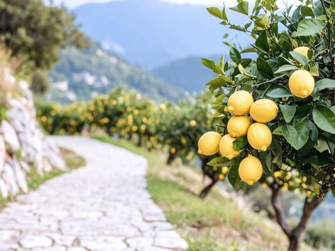 Limoncello Experience