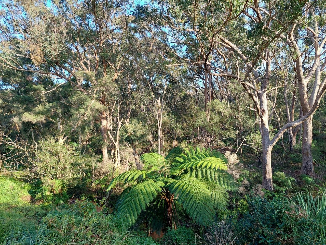 Lin Gordon Reserve