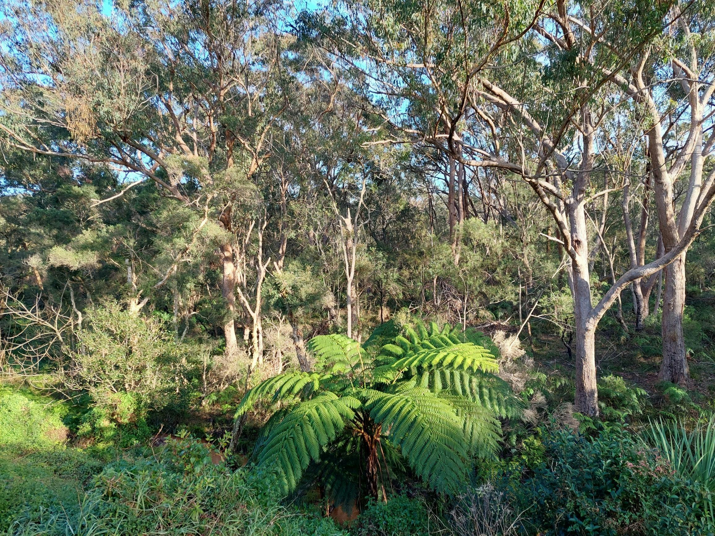Lin Gordon Reserve