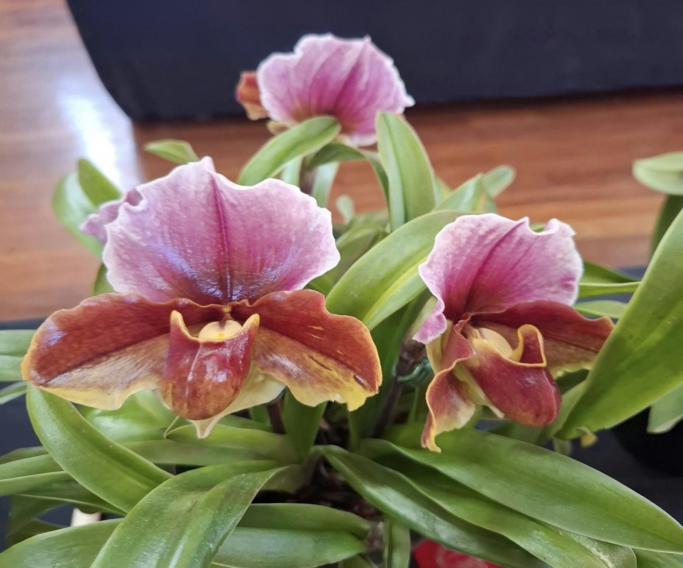 Maitland & Coalfields District Orchid Society Spring Show