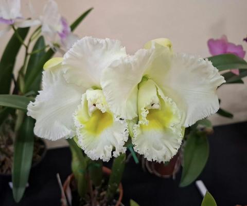 Maitland and Coalfields District Orchid Society Shows