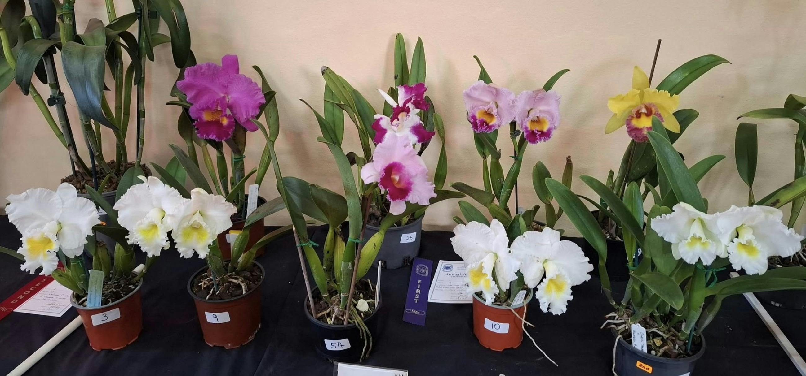 Maitland & Coalfields District Orchid Society Spring Show