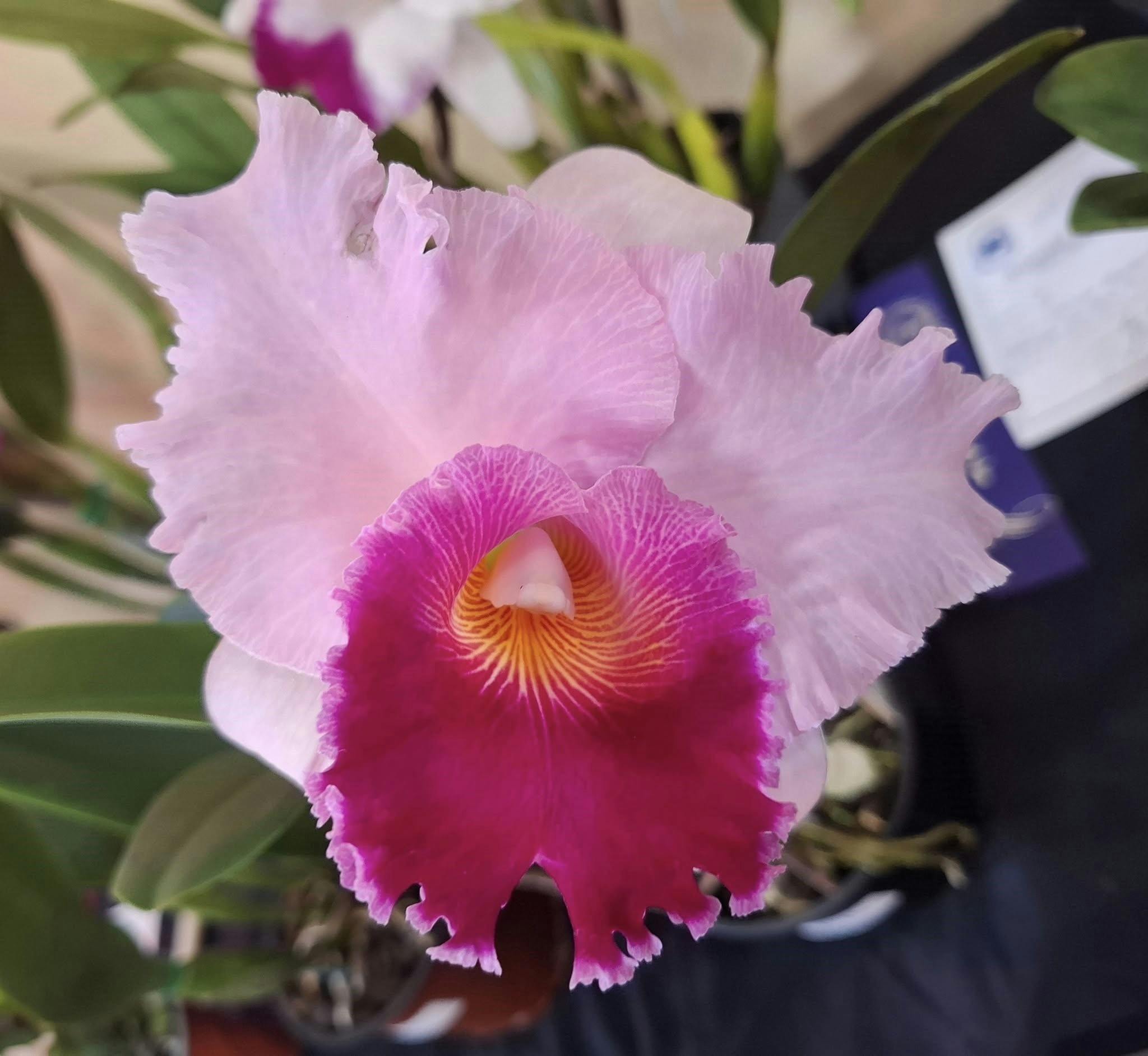 Maitland & Coalfields District Orchid Society Spring Show