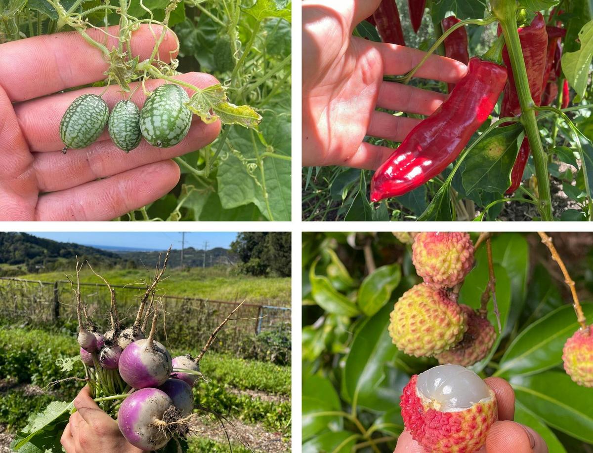 Potager