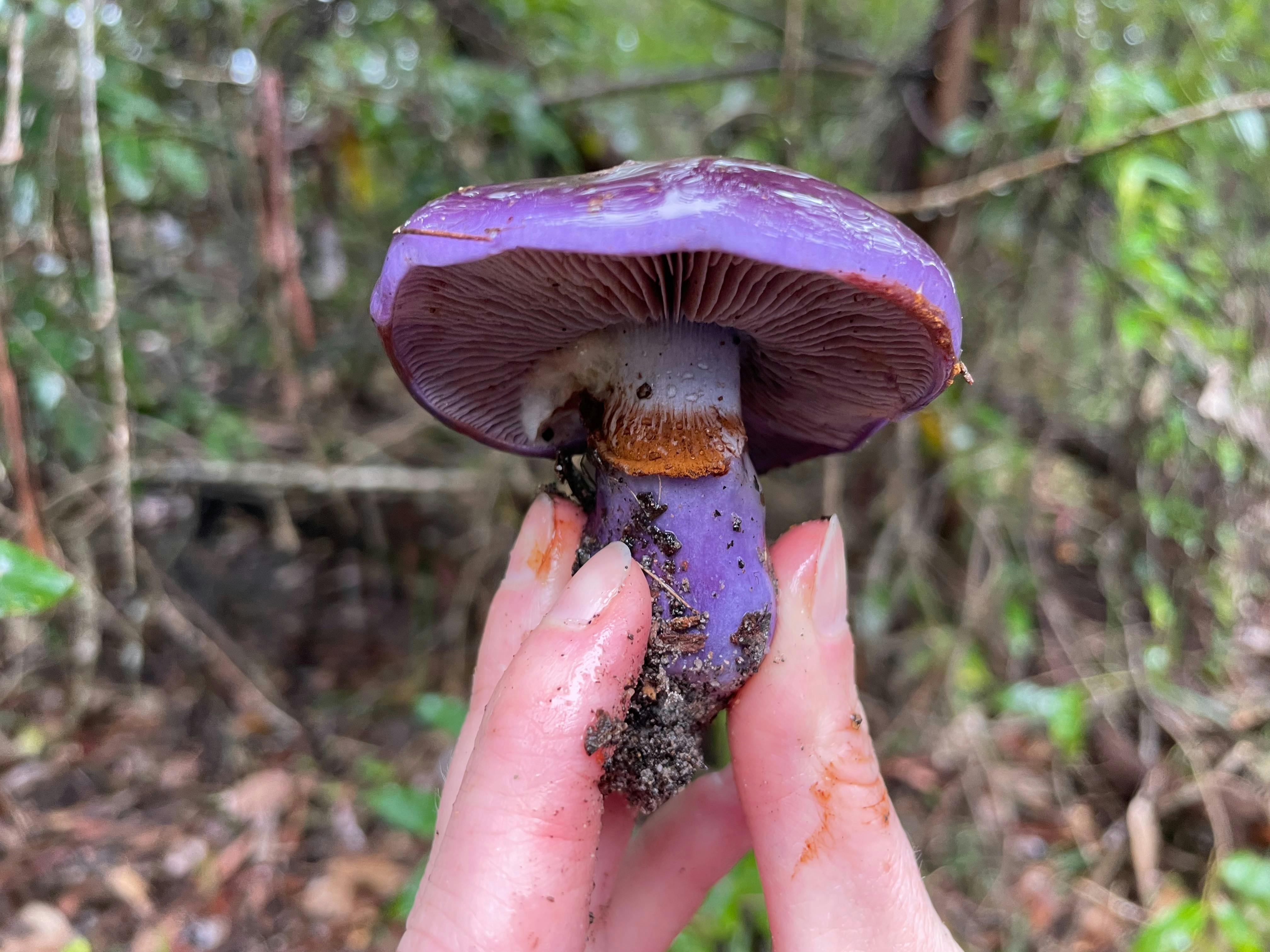 Purple emperor fungi