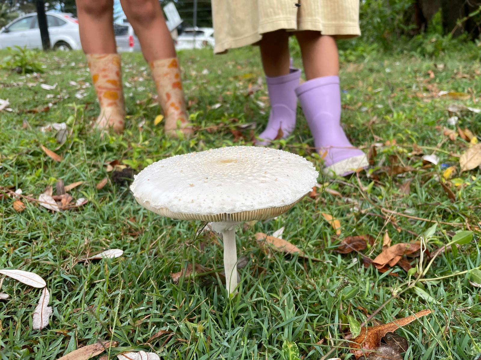 White Parasol (Macrolepiota dolichaula)