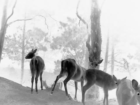 Nicole Welch: Unveiling the Night