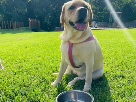 Sharp Dressed Doggo Competition