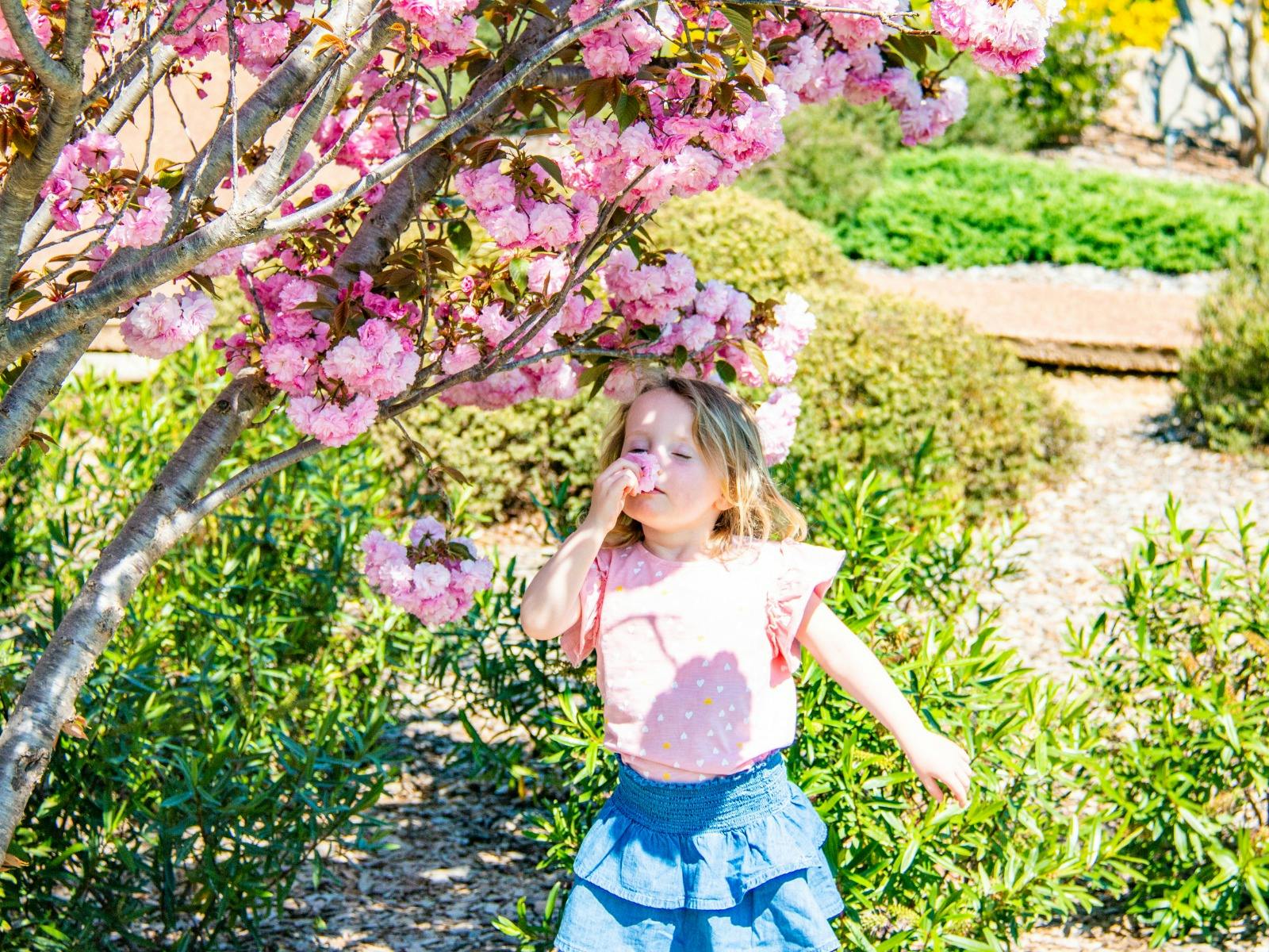 Sakura Matsuri Cherry Blossom Festival edit