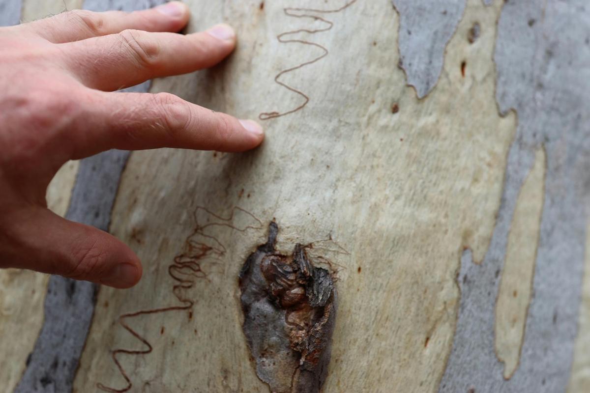 Hand touching scribbly gum