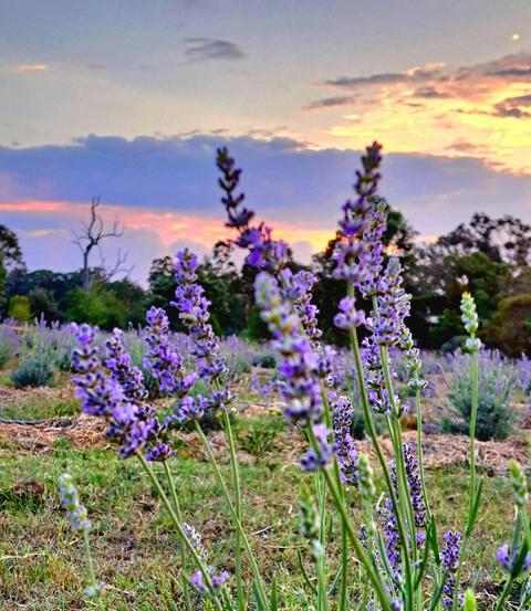 Sunset Yoga and Sound Healing Session
