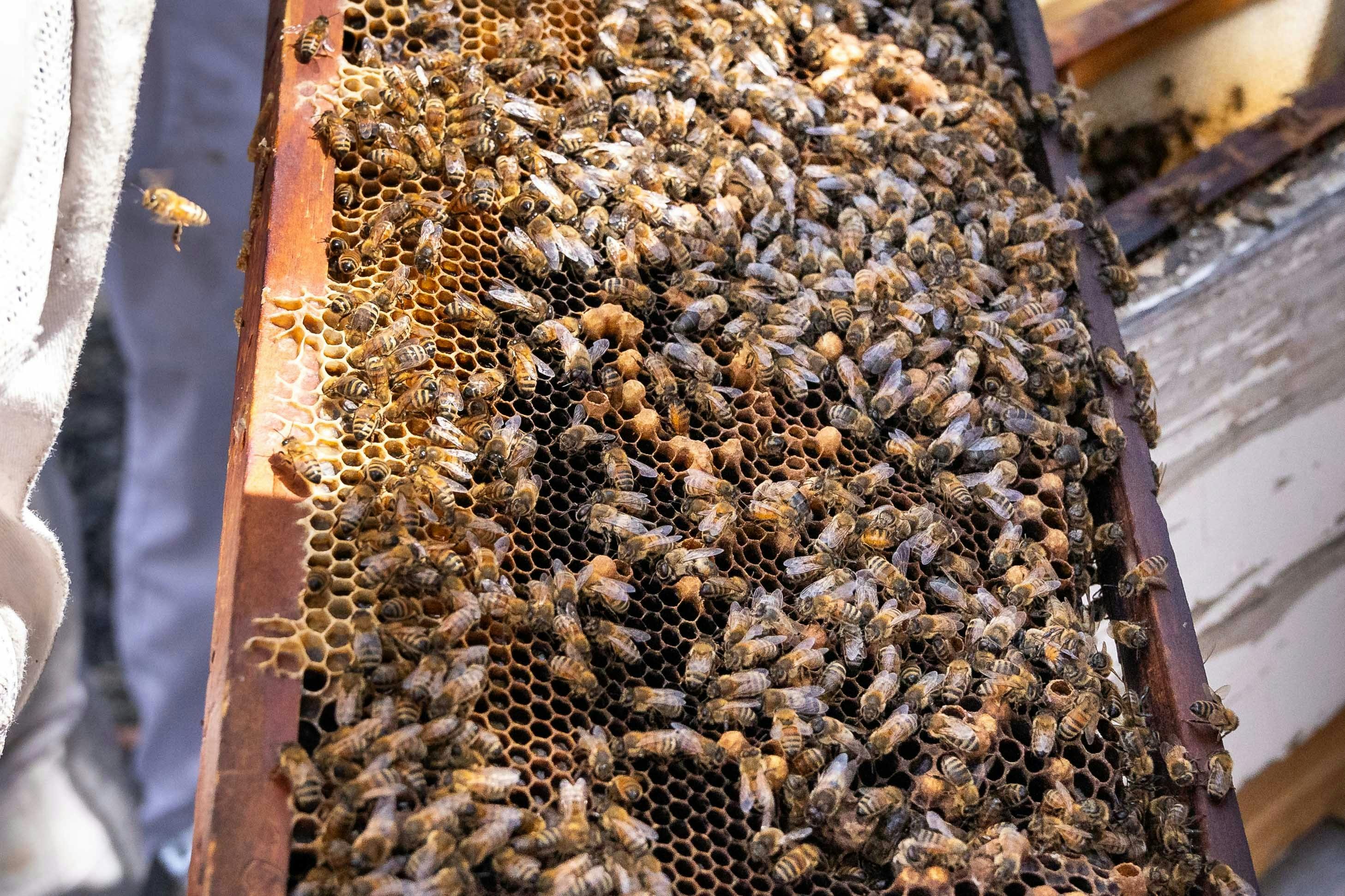 Bee Frame