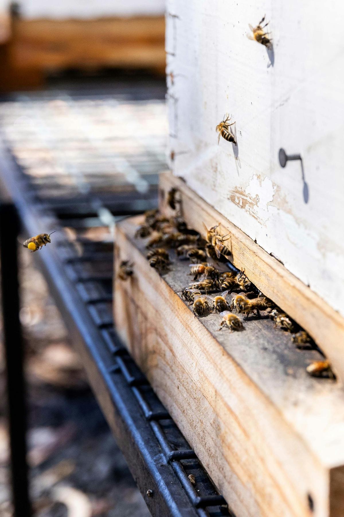 Bee front door