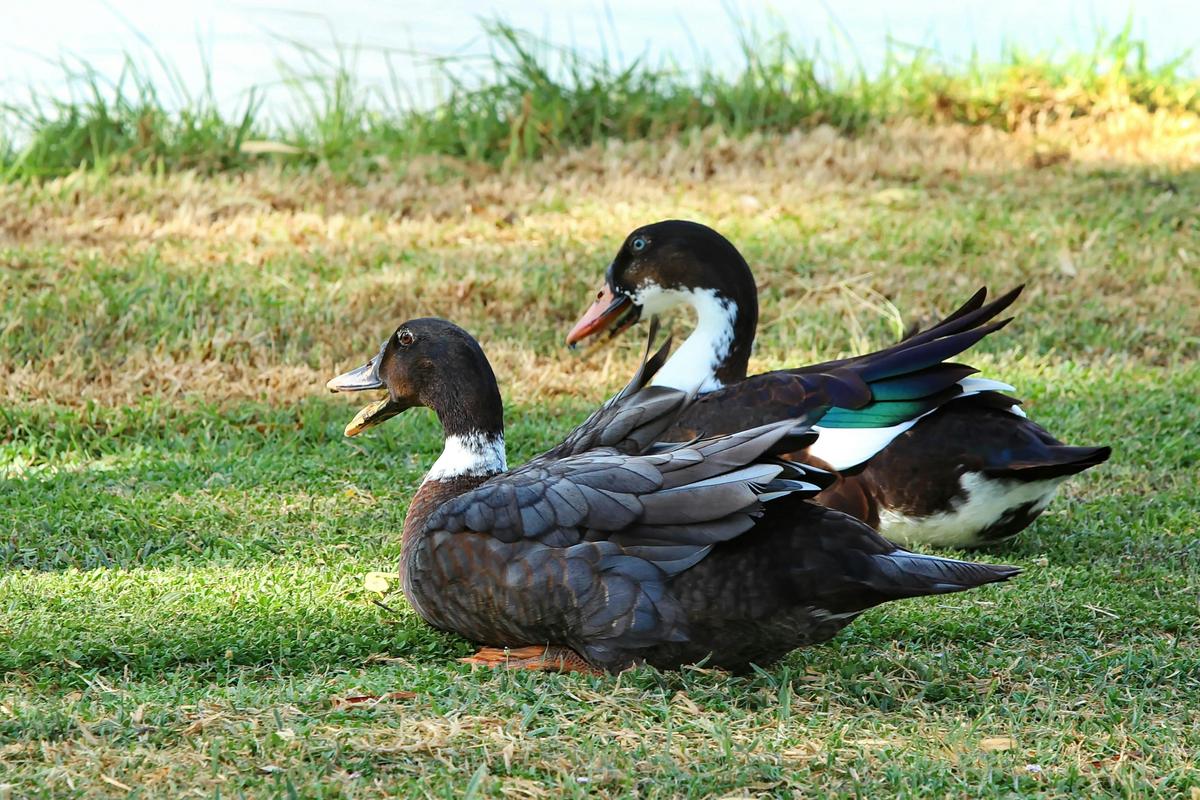 The Duck Inn Animal Family