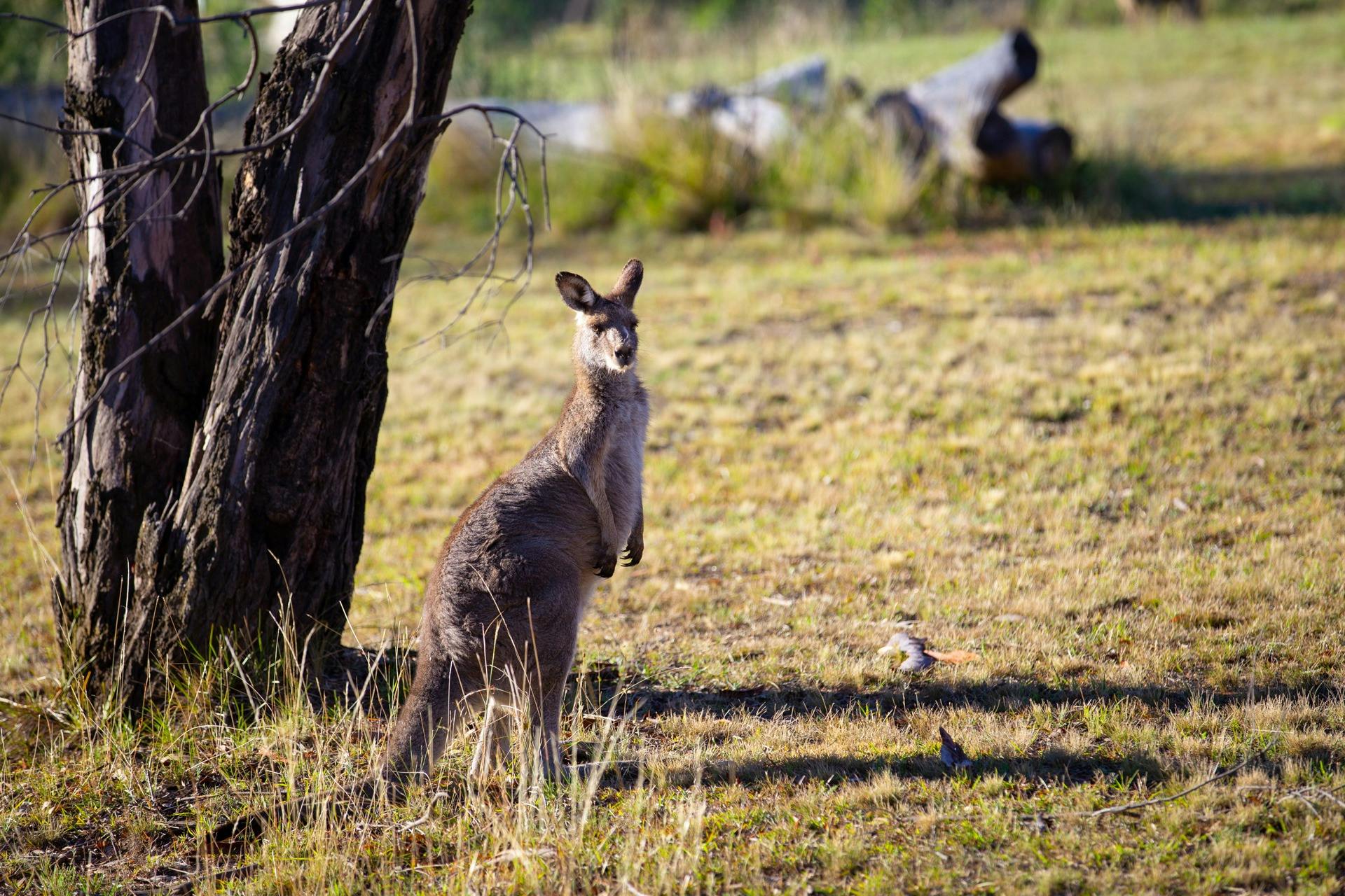 Bathurst Goldfields Resort
