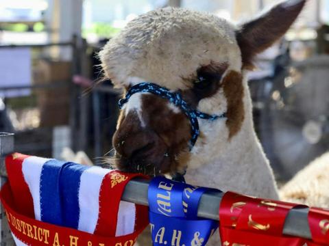 The Charles Ledger Alpaca Show