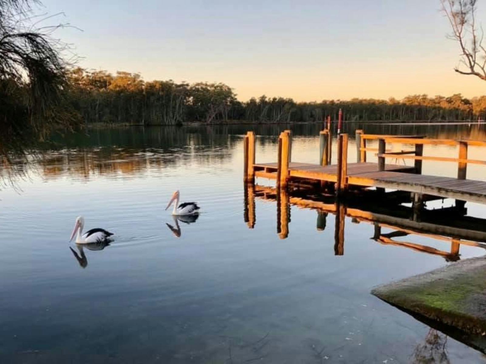 Pelican in the Inlet