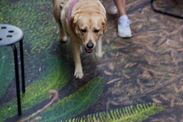 Maitland's Lost Cedar Forest Space