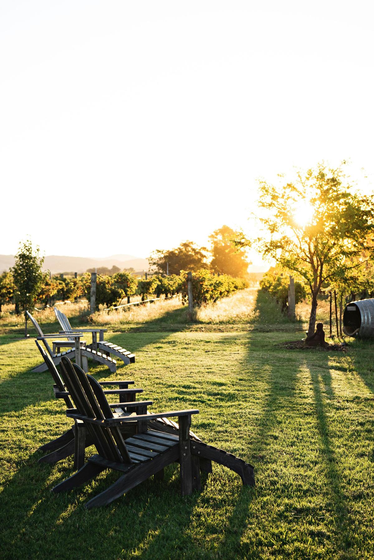 Sunset vineyard views